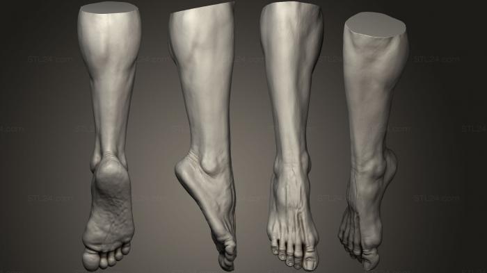Анатомия скелеты и черепа (Мужская нога 1018, ANTM_0792) 3D модель для ЧПУ станка